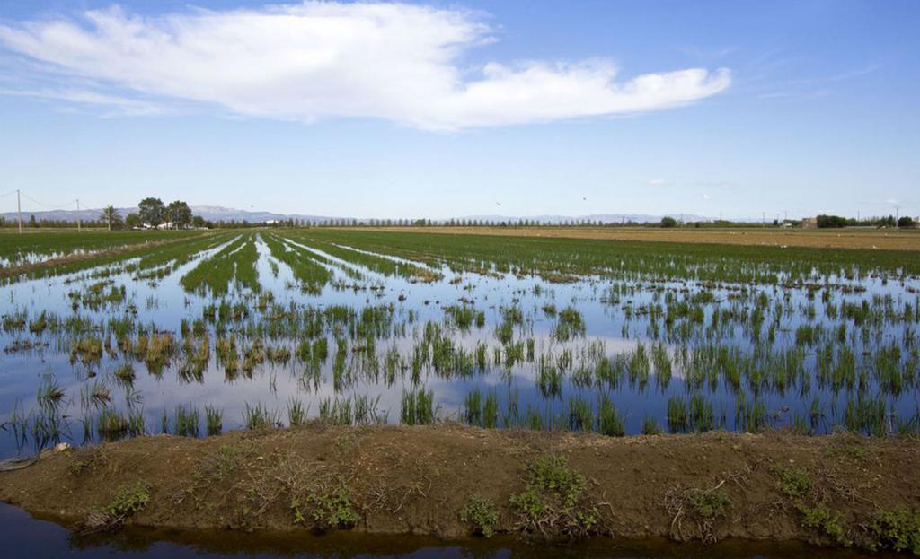 Mi Apartamento En El Delta Del Ebro Делтебре Екстериор снимка